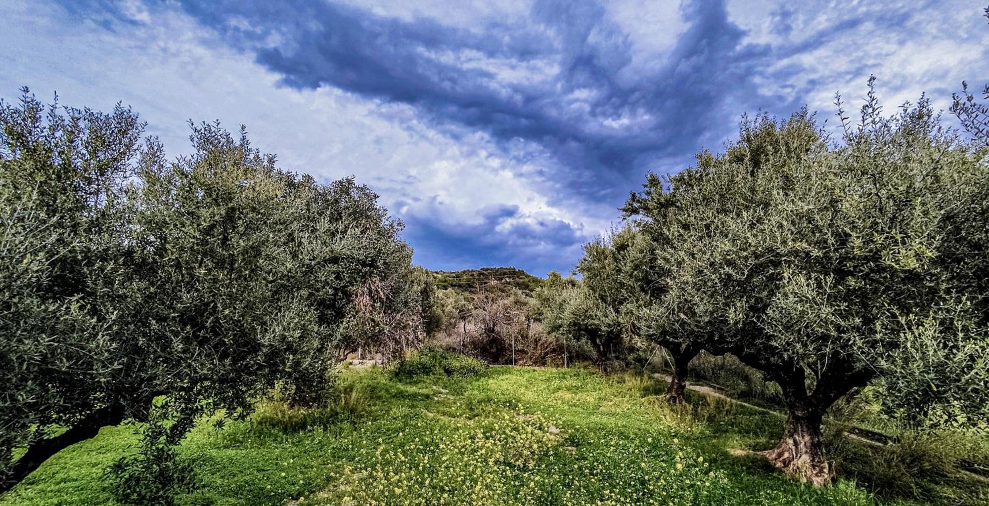 Your Spot West Peloponnese Shared Countryhouse ザハロ エクステリア 写真